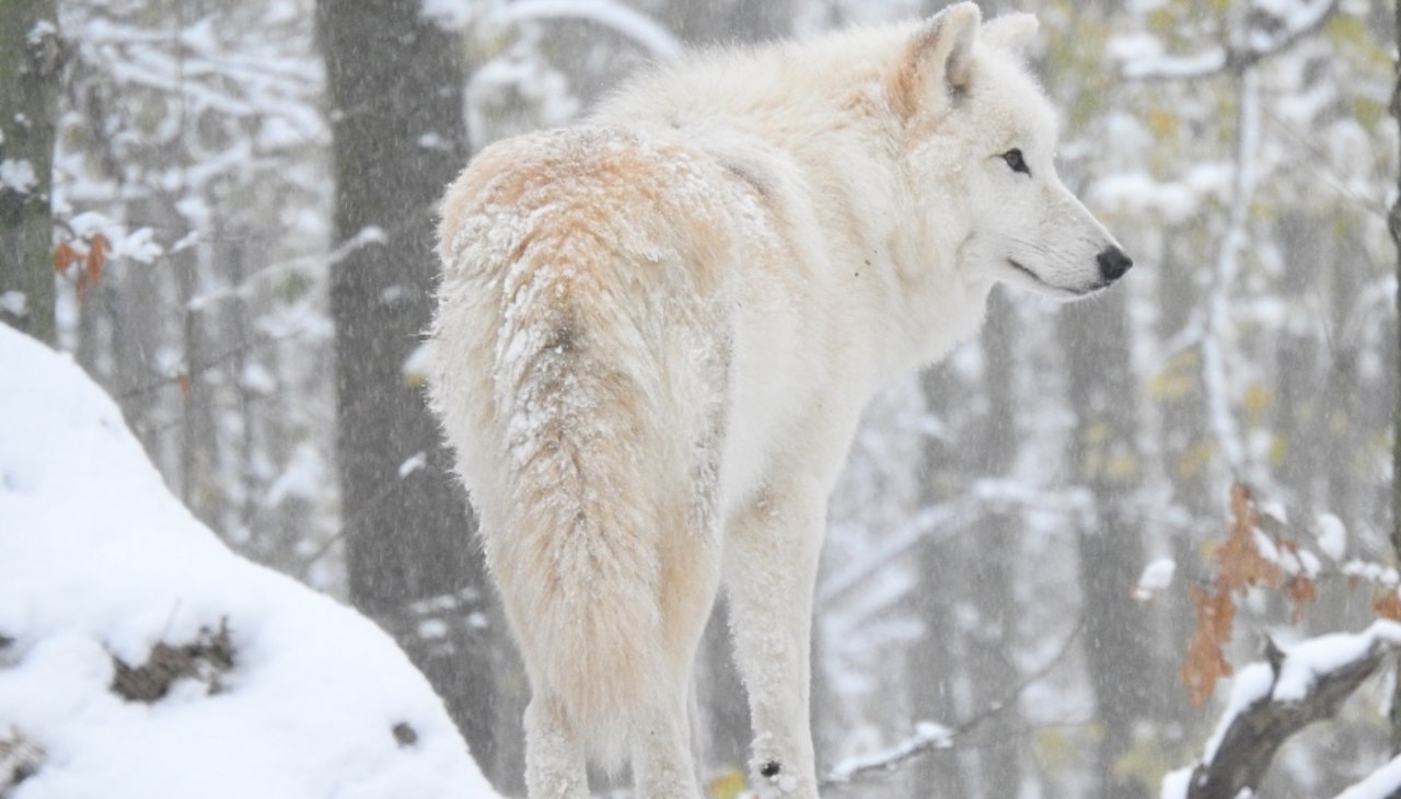 Polarwolf_Winter_1, © Hansestadt Stralsund