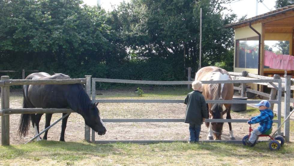 Leila en Baron wachten op een ponyritje, © Ferienhof Poggendiek/Roßmann