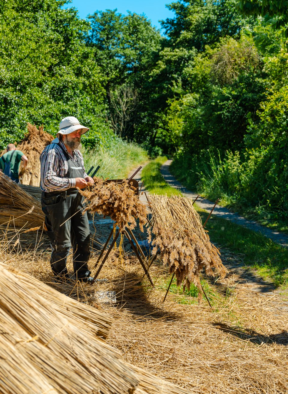 Een rietdekker maakt het riet klaar om te drogen. // Na de oogst bij Liddower Strom wordt het riet door de rietdekkers verwerkt en in de zon gedroogd. Dit oude ambacht kent hier nog steeds een lange traditie. // © MV-T/Tiemann Een rietdekker maakt het riet klaar om te drogen.