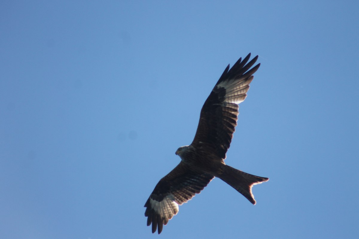 © Frank Seemer © Frank Seemer