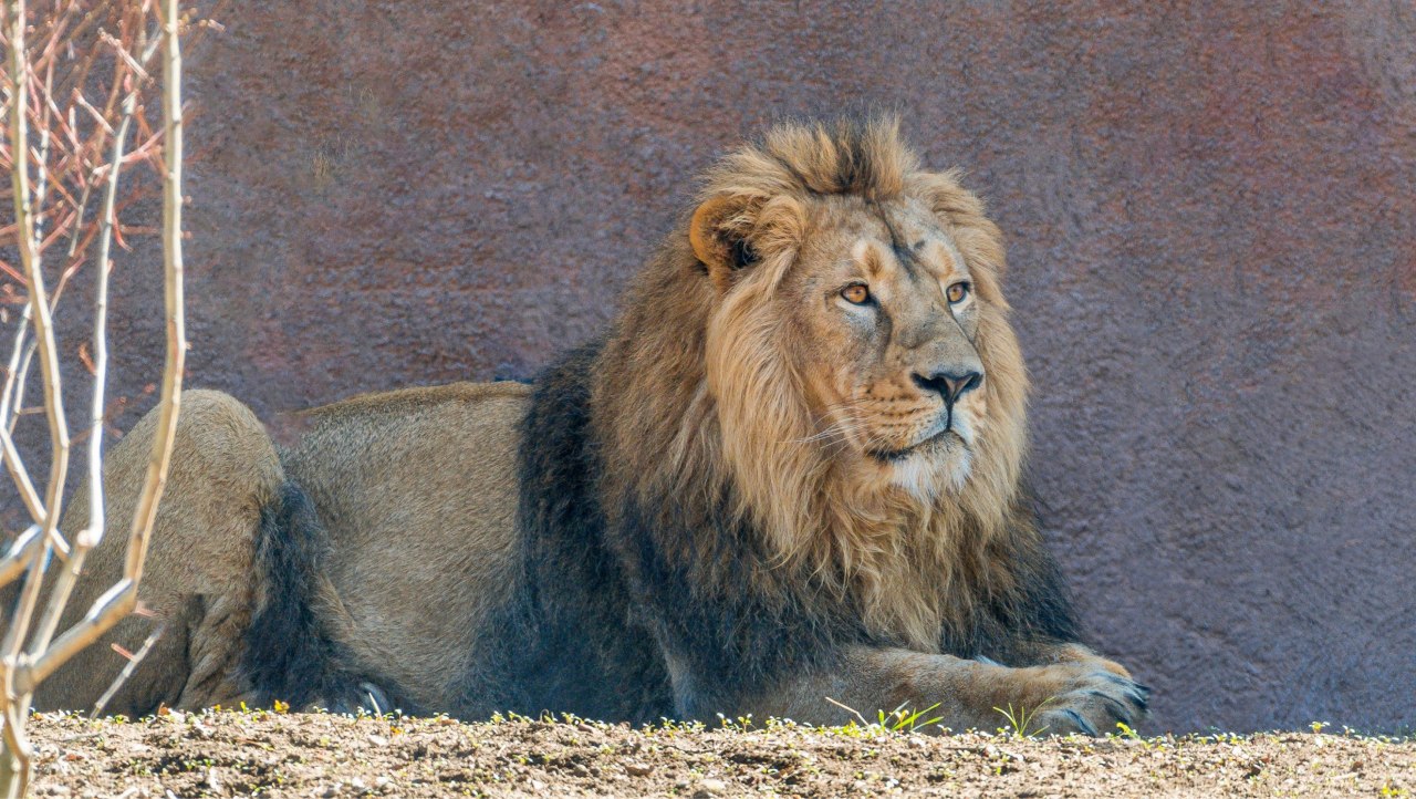 Lew azjatycki - Zoo w Schwerinie, &copy; Zoo Schwerin