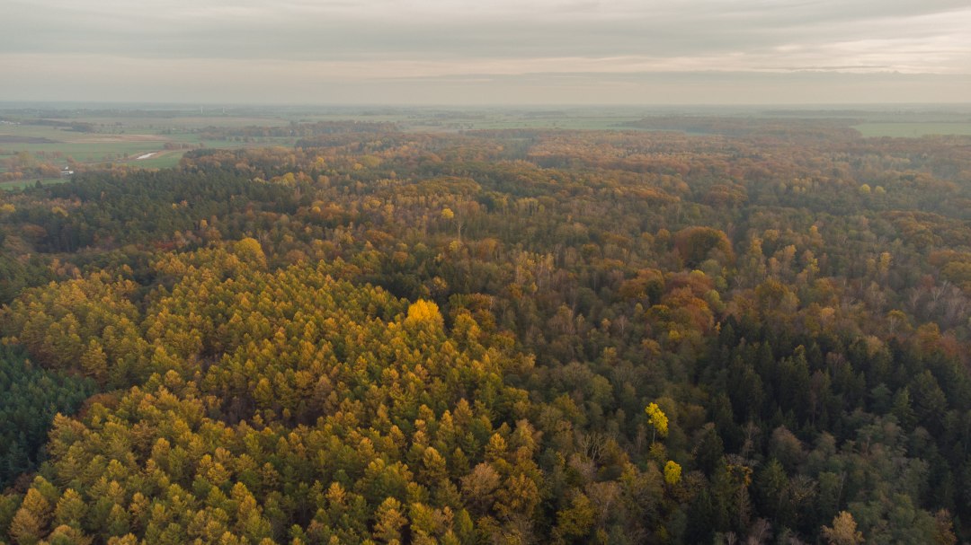 Barth city forest, © Arndt Gläser