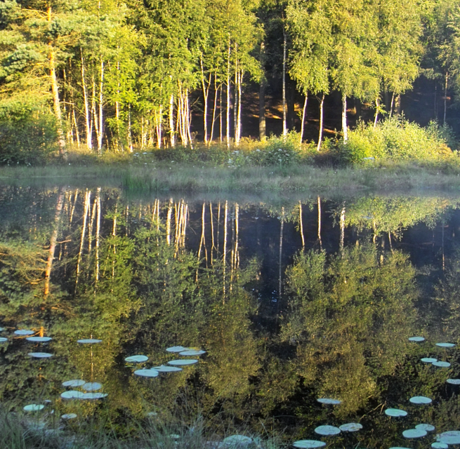 Naturschutzgebiet Mümmelkensee // © Fotoarchiv Naturpark Insel Usedom Naturschutzgebiet Mümmelkensee // © Fotoarchiv Naturpark Insel Usedom