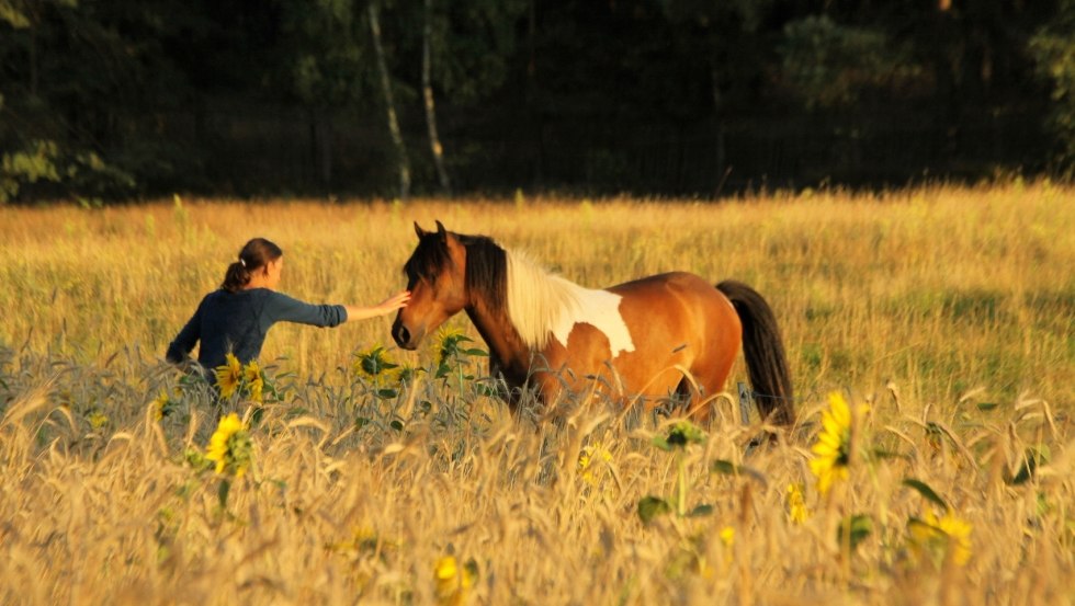 Beleef paarden van dichtbij tijdens een vakantie op het platteland in Diemitz, © Landurlaub Diemitz/ Renate Strohm