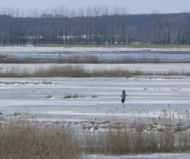 Der Gro&szlig;e Rosin Anfang M&auml;rz // &copy; Martin Hagemann