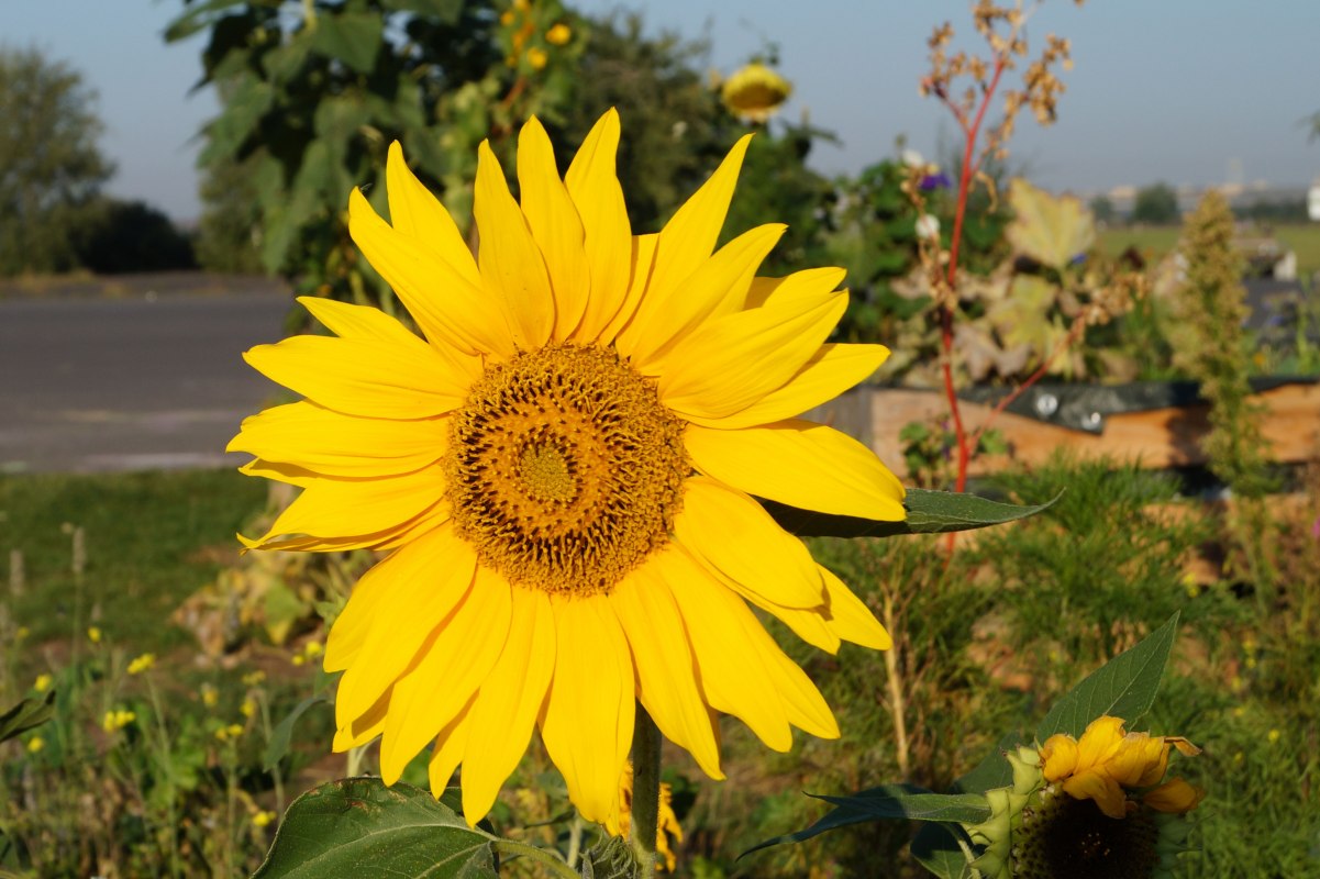 Sunflower // &copy; Nora Zender
