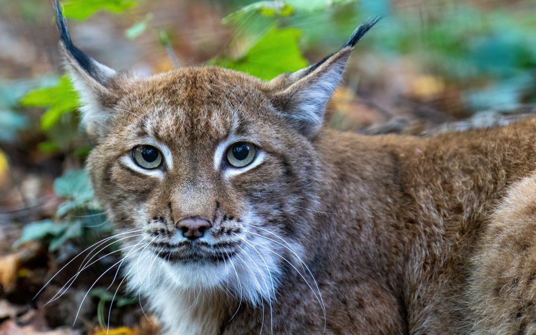 Micro-avonturen in de dierentuin van Rostock, © Zoo Rostock/Drübbisch
