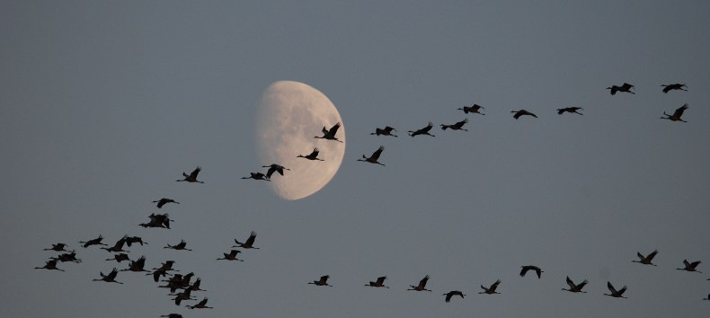 © Wolfgang Stürzbecher