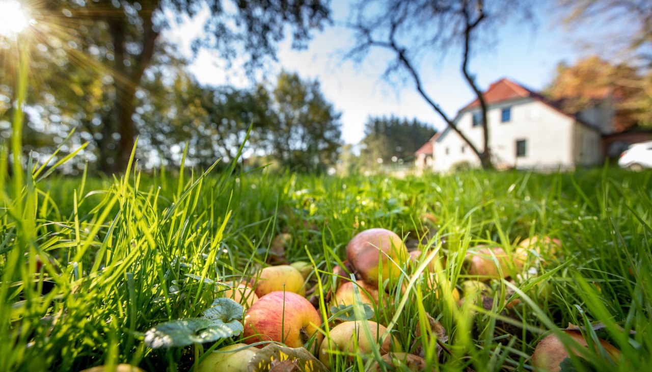 Orchard meadow in the manor house, &copy; Florian Foest