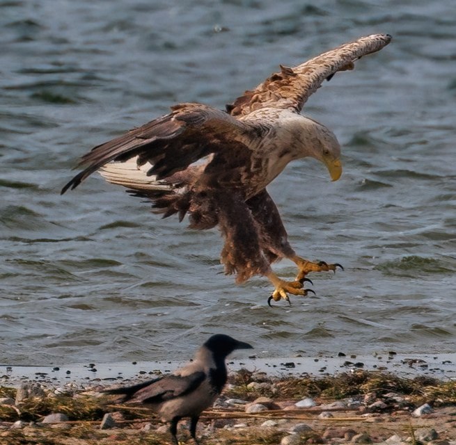Adulter Seeadler // © Kevin Hempel Adulter Seeadler // © Kevin Hempel