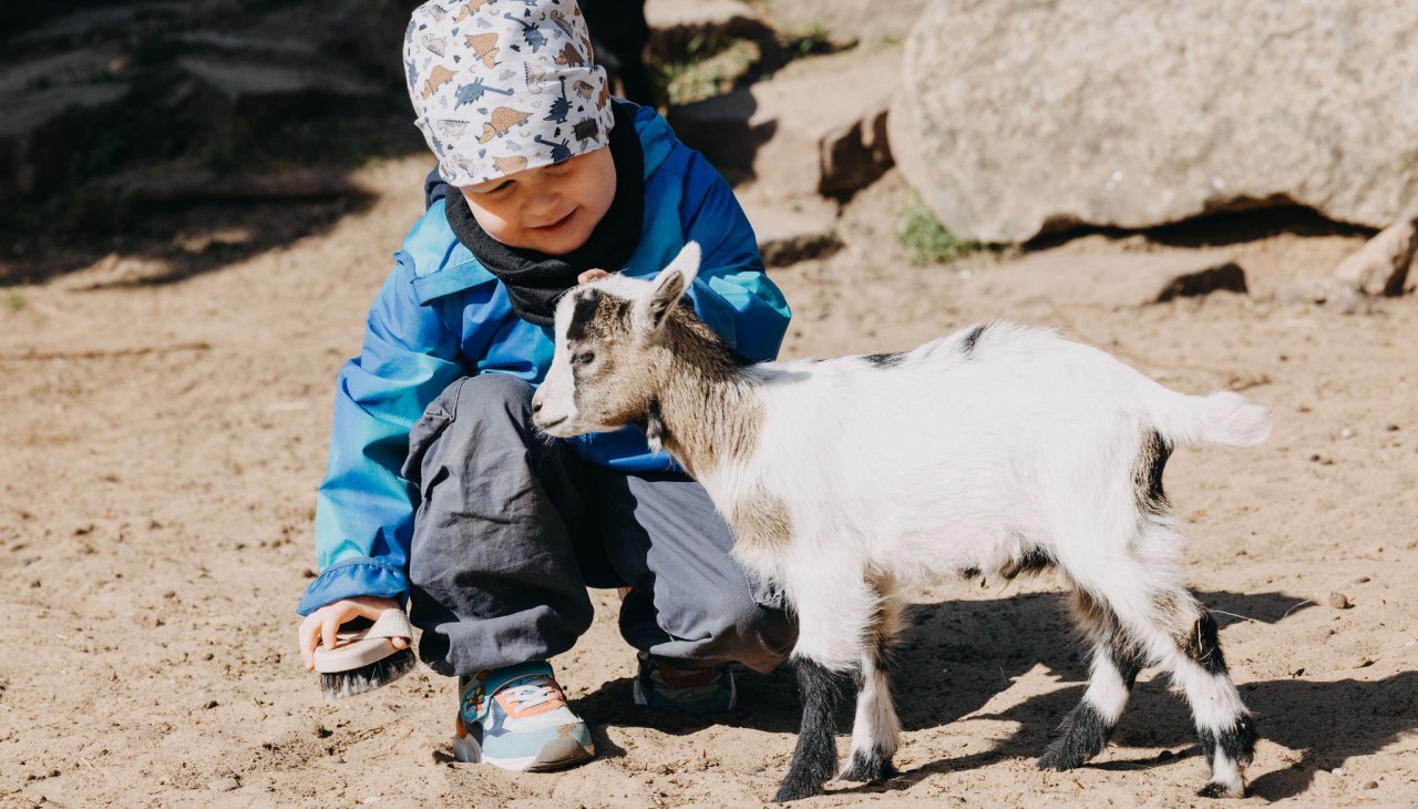 Een kind knielt op de zanderige grond in de dierentuin van Neustrelitz en aait een jonge geit die nieuwsgierig naast hem staat.