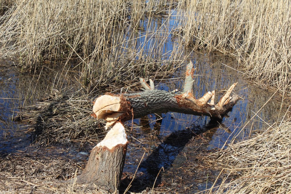 IMG_1562, © AFL IMG_1562, © AFL