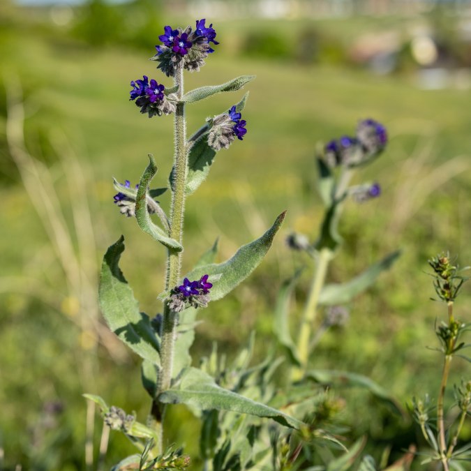 Magia kwiatów, © Lars Wehrmann