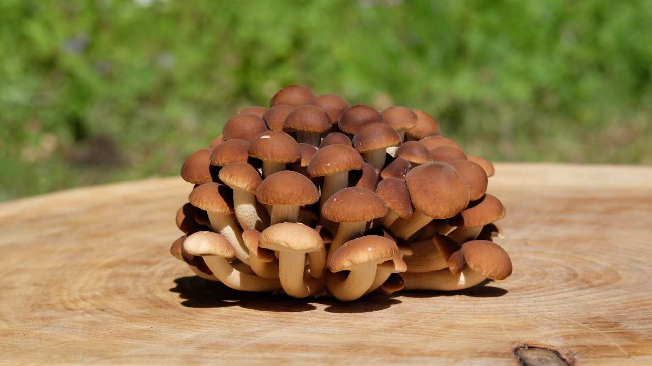 Aksamitna maska // &copy; GGP-Gruppe