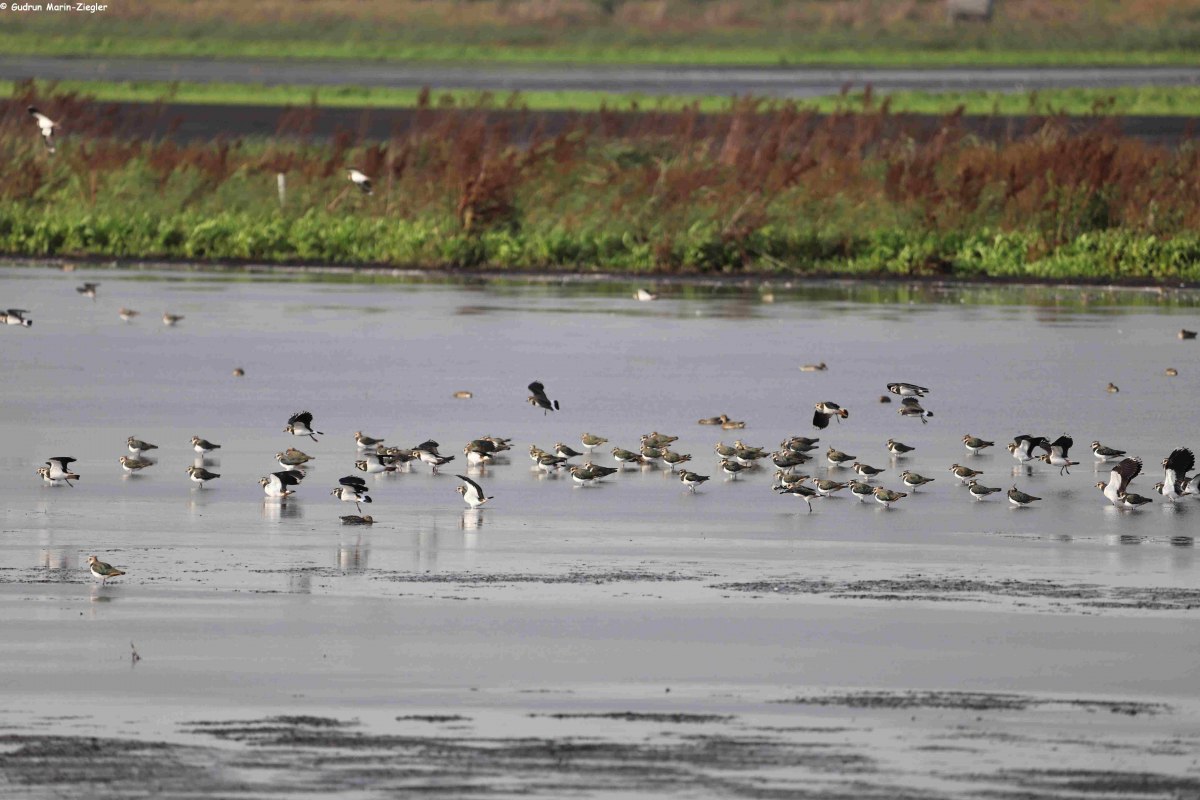 25-09-20 Vogelparadijs Gro&szlig;e Rosin, GMZ, &copy; Marin-Ziegler