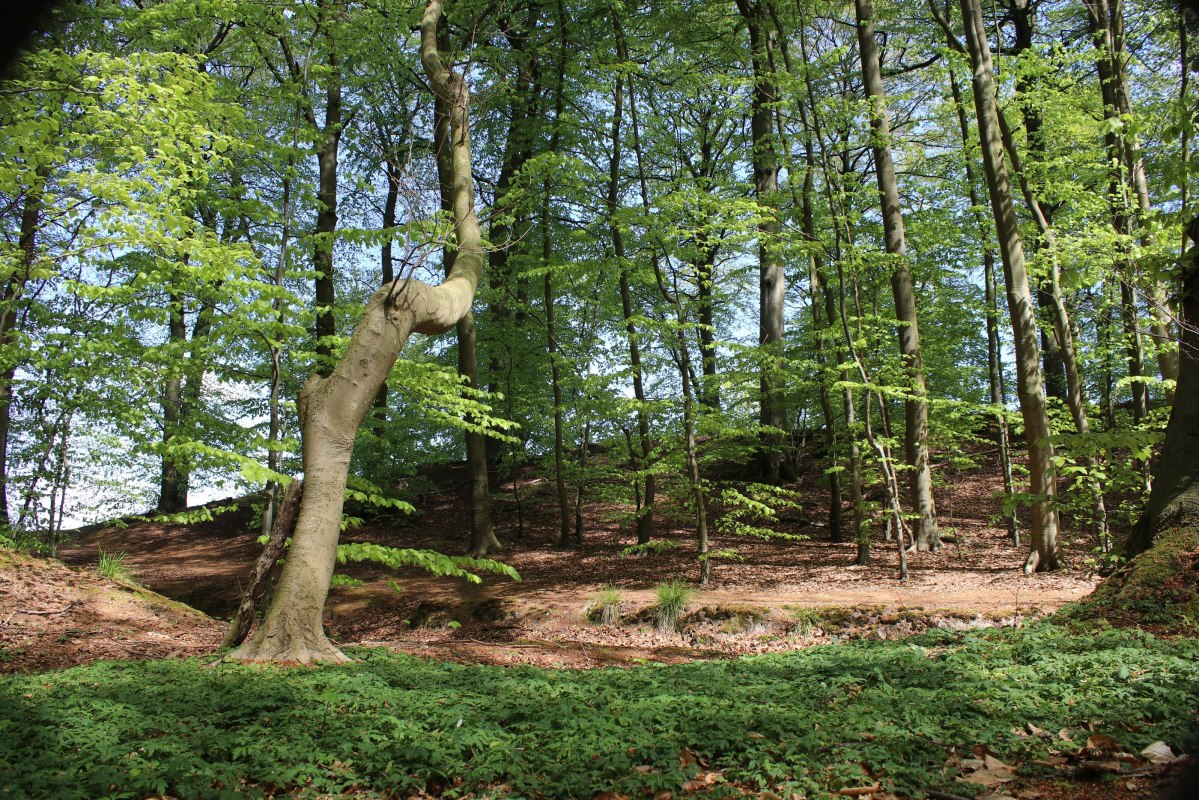 Pagina_11_BRASOR_Buchenwald_Granitz_Jana_Schulz, © Biosphärenreservat Südost-Rügen Pagina_11_BRASOR_Buchenwald_Granitz_Jana_Schulz, © Biosphärenreservat Südost-Rügen