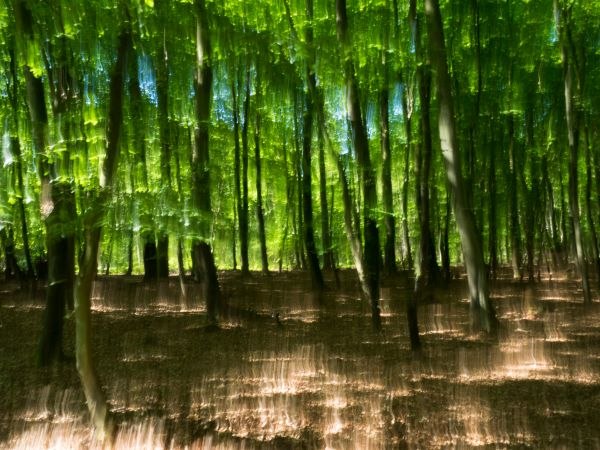 Darss Bos, &copy; Vogl