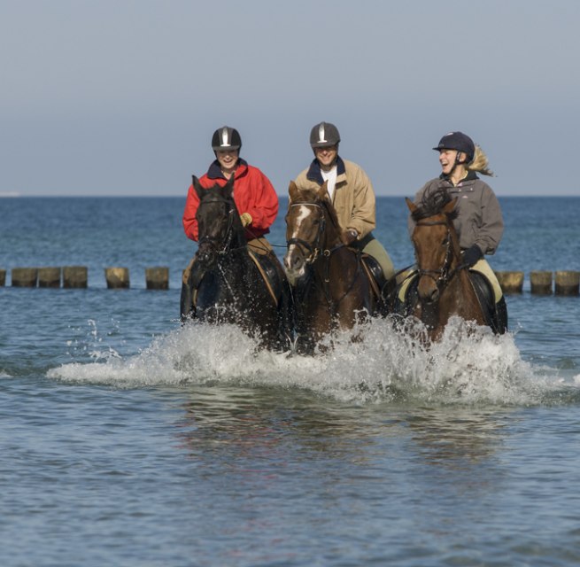 Beach riding in Mecklenburg-Vorpommern at Stolper Ort in Rostock Heath // © MV-T/ Hafemann Beach riding in Mecklenburg-Vorpommern at Stolper Ort in Rostock Heath // © MV-T/ Hafemann
