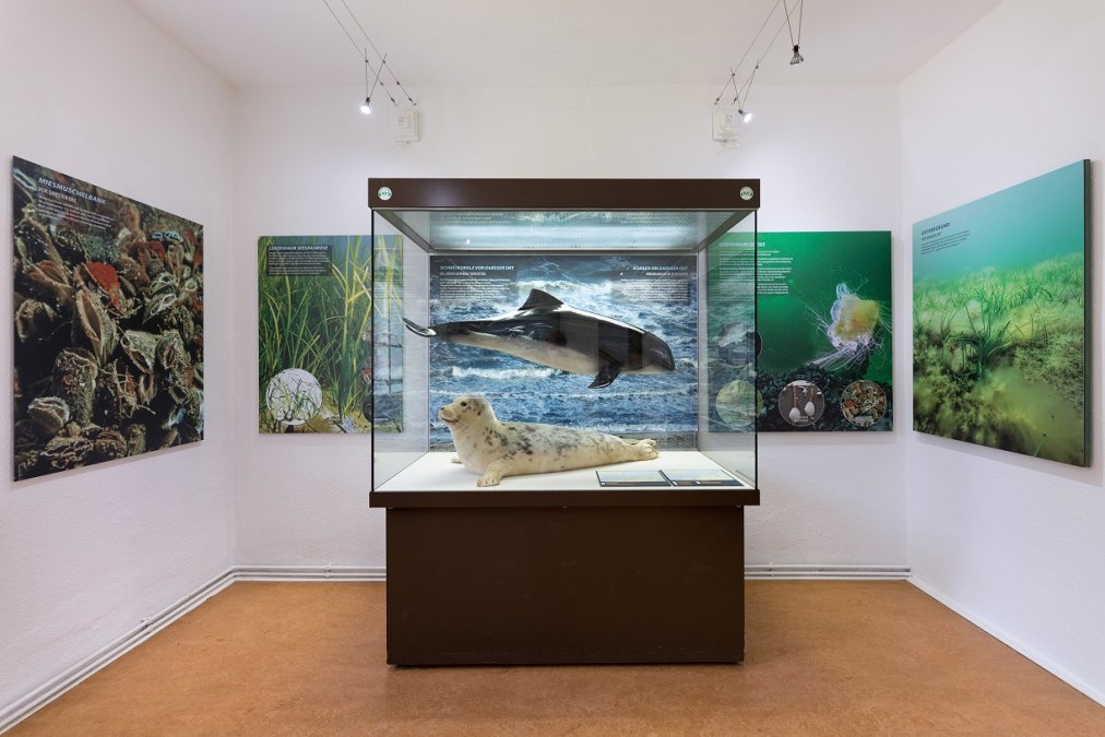 Widok wystawy w NATUREUM Darßer Ort, © Anke Neumeister/Deutsches Meeresmuseum