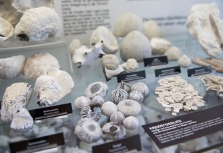 At the NATUREUM exhibition in Darßer Ort, visitors can discover numerous beach stones and fossils // © Anke Neumeister/Deutsches Meeresmuseum At the NATUREUM exhibition in Darßer Ort, visitors can discover numerous beach stones and fossils // © Anke Neumeister/Deutsches Meeresmuseum