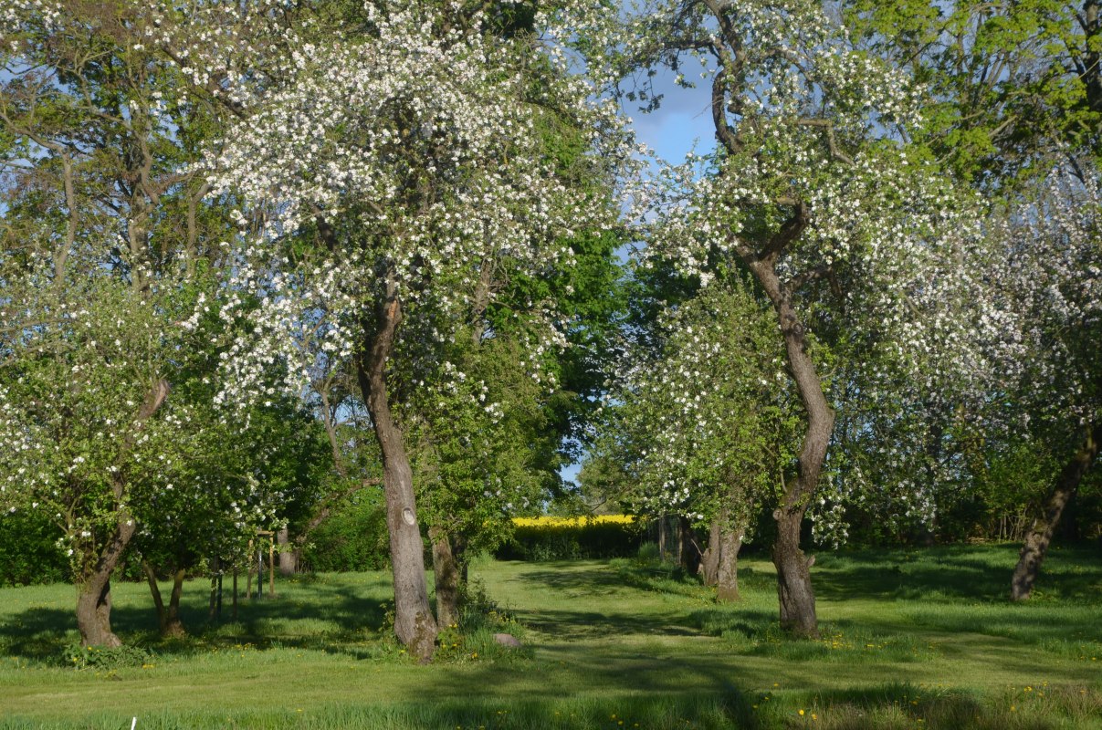 The garden behind the manor house, &copy; Annkatrin Rabe