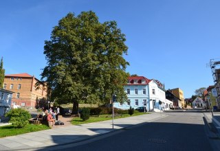 Bismarck oak in Bergen, &copy; Tourismuszentrale R&uuml;gen