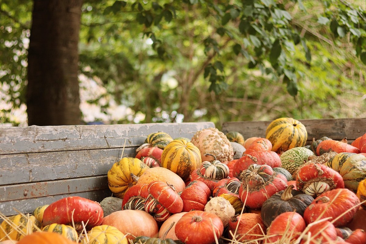 Herfstmarkt // © NoName_13 Herfstmarkt // © NoName_13