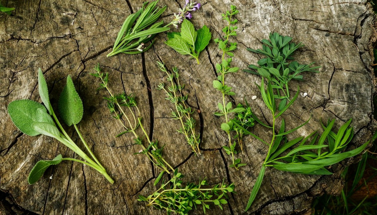 kraeuterwanderung(c)baylay-nargang-from-pixabay, &copy; Baylay Nargang (pixabay)