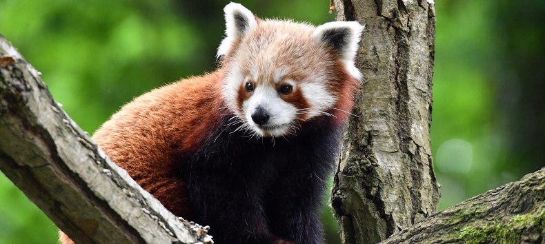 © Zoo Rostock/Kloock