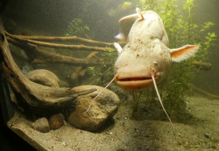 Meerval in het aquarium van het Müritzeum // © Birte Schadlowski/Müritzeum Meerval in het aquarium van het Müritzeum // © Birte Schadlowski/Müritzeum