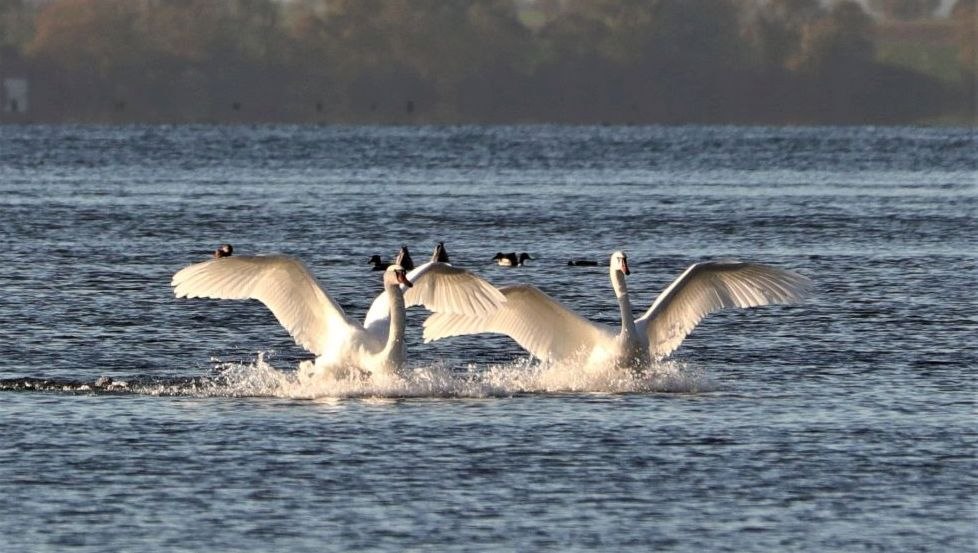 Zwanen op de Müritz, © Heino Kirchhof