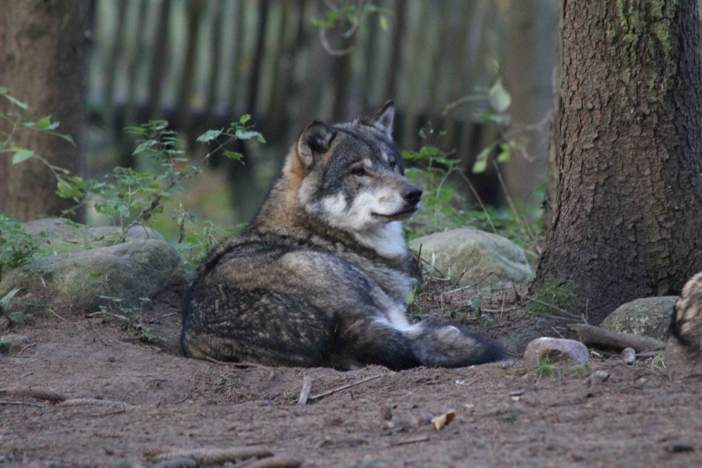 Wolf in de roofdierflat van het Wildpark-MV, © Wildpark-MV
