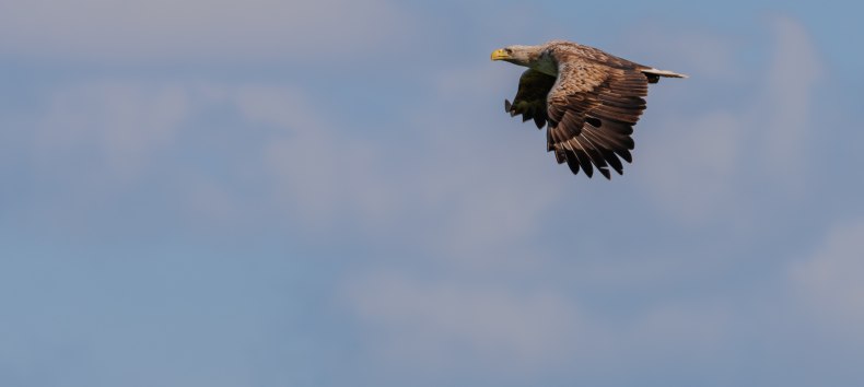 White-tailed eagle, © Vogeltouren MV