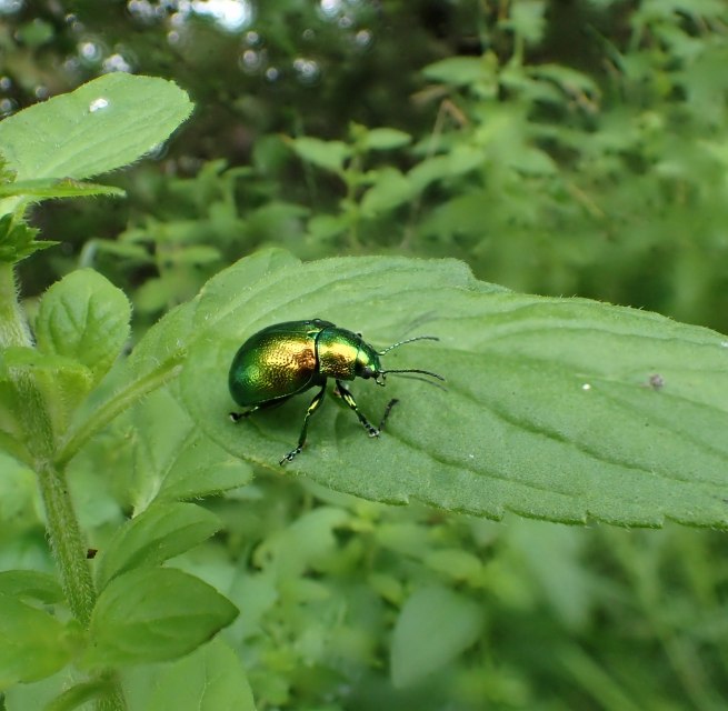 &copy; Ulrich Me&szlig;ner, Nationalparkamt M&uuml;ritz
