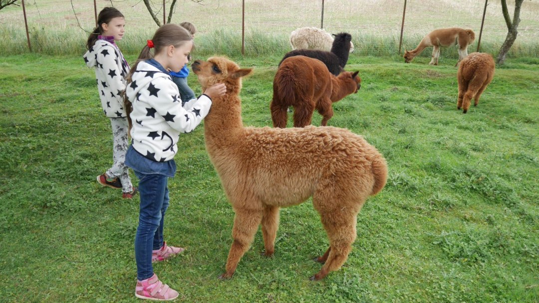 Nasze alpaki przenoszą i przekazują spokój od stresującej codzienności, a Ty znów stajesz się "uziemiony"!, © Lena Marie Hahn