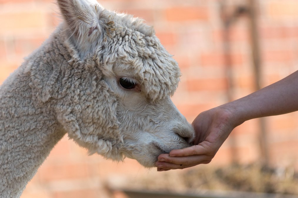 Alpaka, farma Birkenkamp, © © Jennifer Dietel Alpaka, farma Birkenkamp, © © Jennifer Dietel