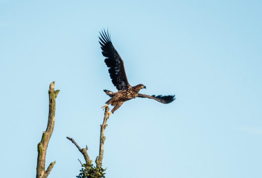 A young white-tailed eagle takes off from a bare branch into the blue sky of a northern German landscape.