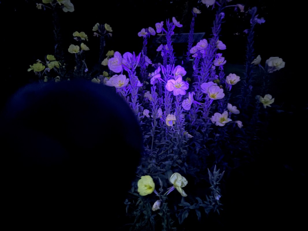 26-05-08 In a different light 1, GMZ, &copy; C