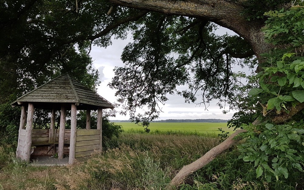 Vlak naast de picknickhut staat een oude, knoestige eik., © Verein Lewitz e.V.