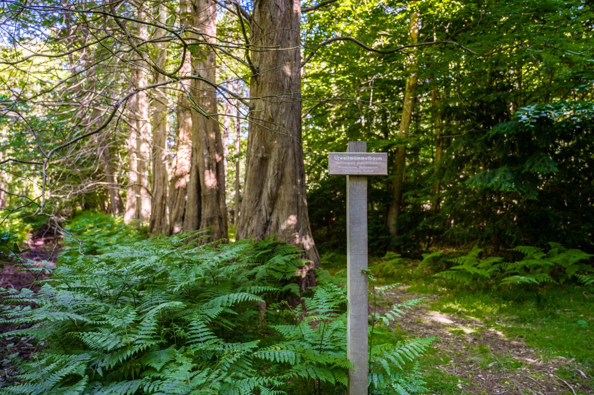 Met sequoia's begroeide bomen in het regenwoud van het Osterwald ten oosten van het kuuroord aan de Oostzee Zingst_2 __ Met sequoia's begroeide bomen in het regenwoud van het Osterwald ten oosten van het kuuroord aan de Oostzee Zingst_2, &copy; TMV/Tiemann