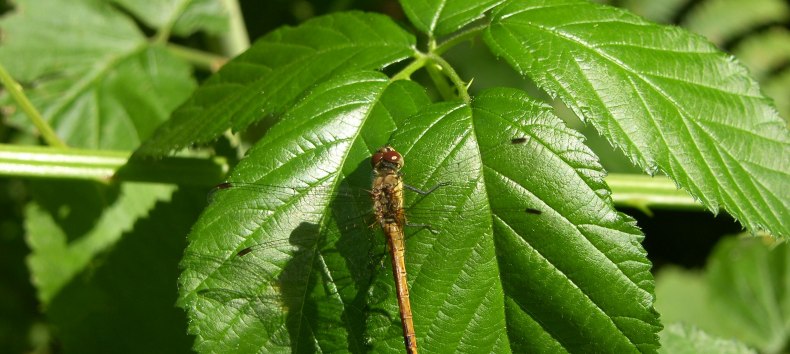 © Biosphärenreservat Südost-Rügen