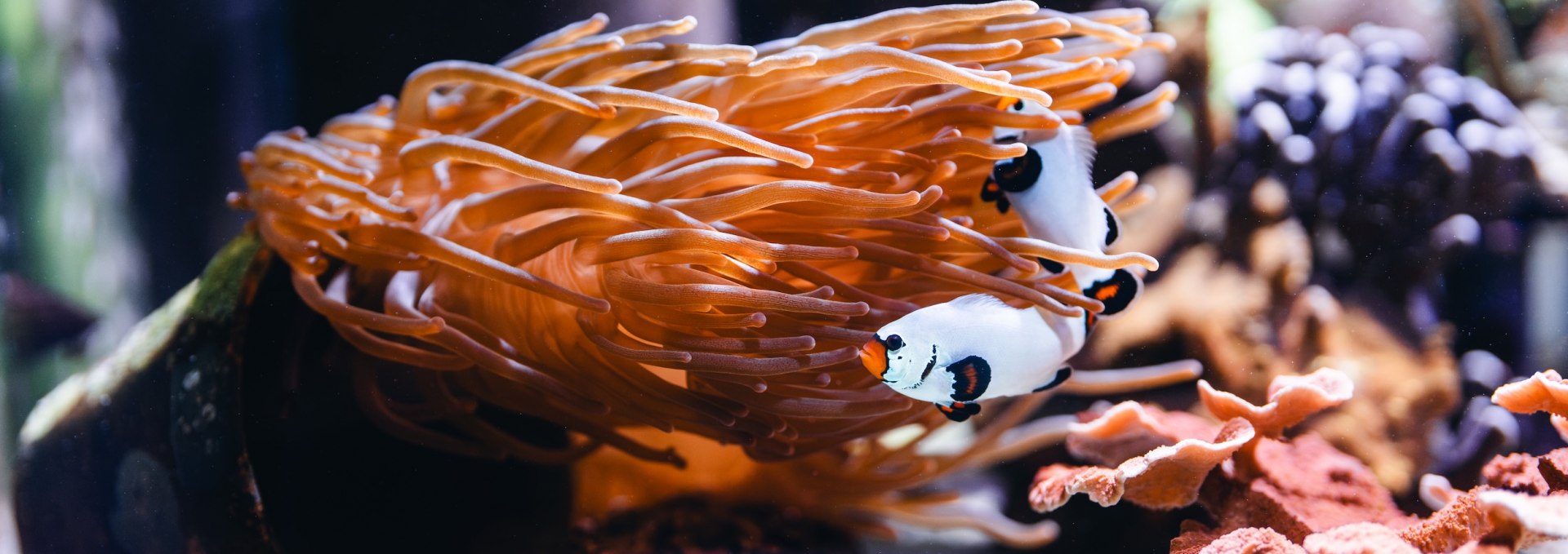 Onderwaterwerelden: Liefdevol ontworpen aquaria bieden inzichten die in het echte leven zijn voorbehouden aan duikers., © TMV/Gross