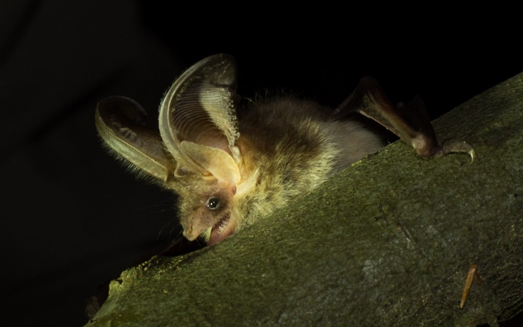 Gewone grootoorvleermuis, © Monika Lawrenz