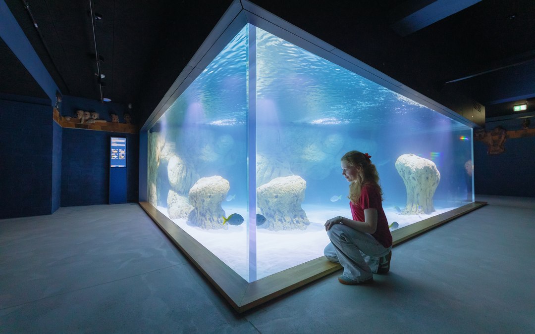 De lichtgekleurde onderwaterwereld van de Fiji-eilanden: Wit zand en lichtgekleurde rotsen illustreren deze habitat in een bassin met 85.000 liter water., © Anke Neumeister/Deutsches Meeresmuseum