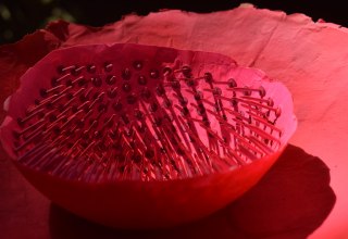 © Renate U. Schürmeyer © Renate U. Schürmeyer