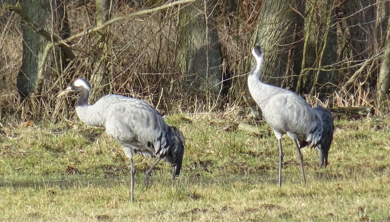 Cranes, © Stadtmarketing Ribnitz-Damgarten Cranes, © Stadtmarketing Ribnitz-Damgarten