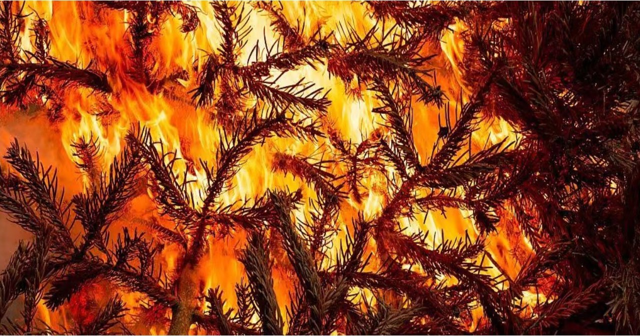 spalanie jodły, &copy; Gemeinde Ostseebad Glowe