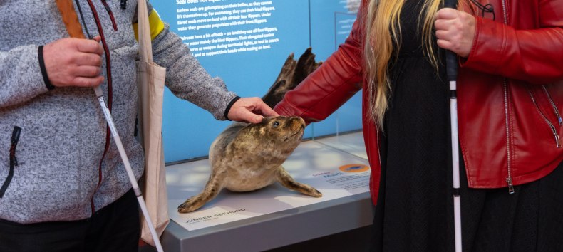 In het koor van het gemoderniseerde MEERESMUSEUM staat een opgezette zeehond die je mag aanraken. // © Anke Neumeister/Deutsches Meeresmuseum In het koor van het gemoderniseerde MEERESMUSEUM staat een opgezette zeehond die je mag aanraken. // © Anke Neumeister/Deutsches Meeresmuseum