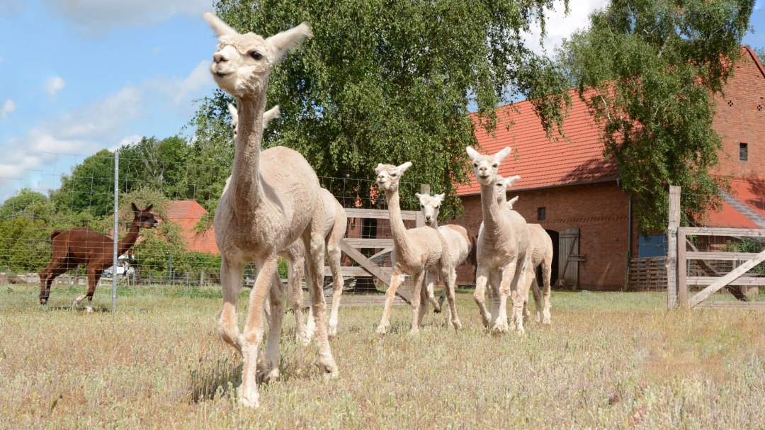 Alpaki, farma Birkenkamp, © Tourismusverband Mecklenburg-Schwerin Alpaki, farma Birkenkamp, © Tourismusverband Mecklenburg-Schwerin