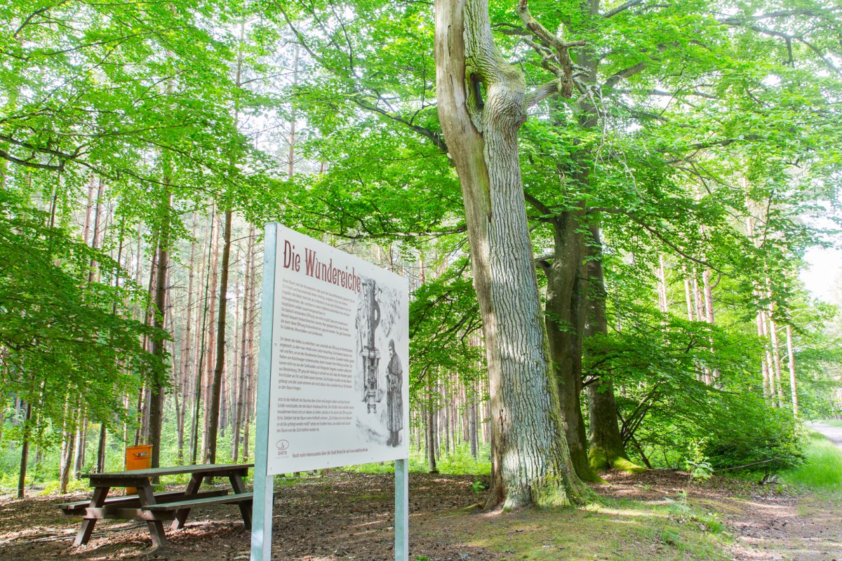 Miracle oak in Barth city forest, &copy; Arndt Gl&auml;ser